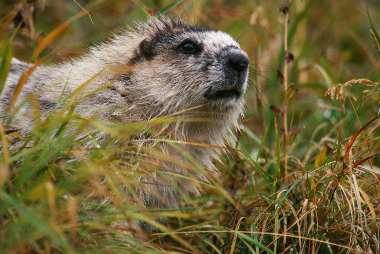 do they use the same groundhog every year for groundhog day